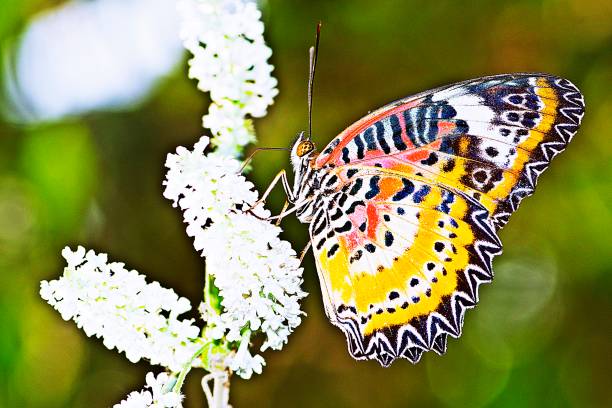 istock Butterfly drinking juice from flower. 1203998085