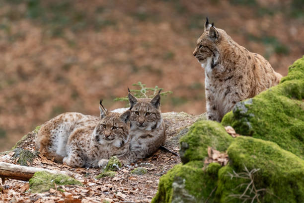 istock Lynxes from the Bavarian Forest in Germany in the autumn scenery. 1203998172