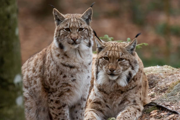 istock Lynxes from the Bavarian Forest in Germany. 1203998262