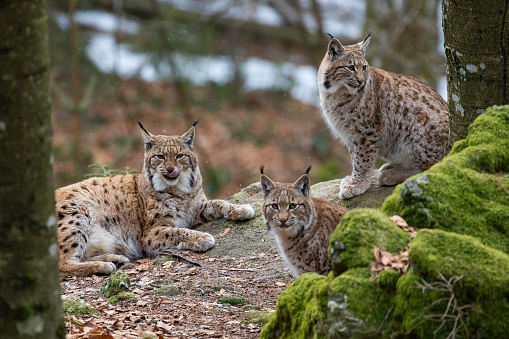 Lynxes from the Bavarian Forest in Germany in the autumn scenery.