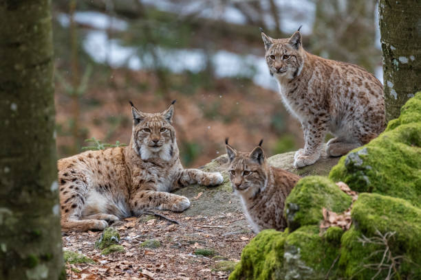 istock Lynxes from the Bavarian Forest in Germany. 1203998452