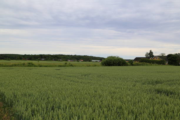 istock Summer meadow at the countryside 1203998738