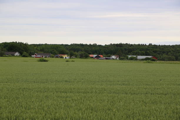 istock Summer meadow at the countryside 1203998761