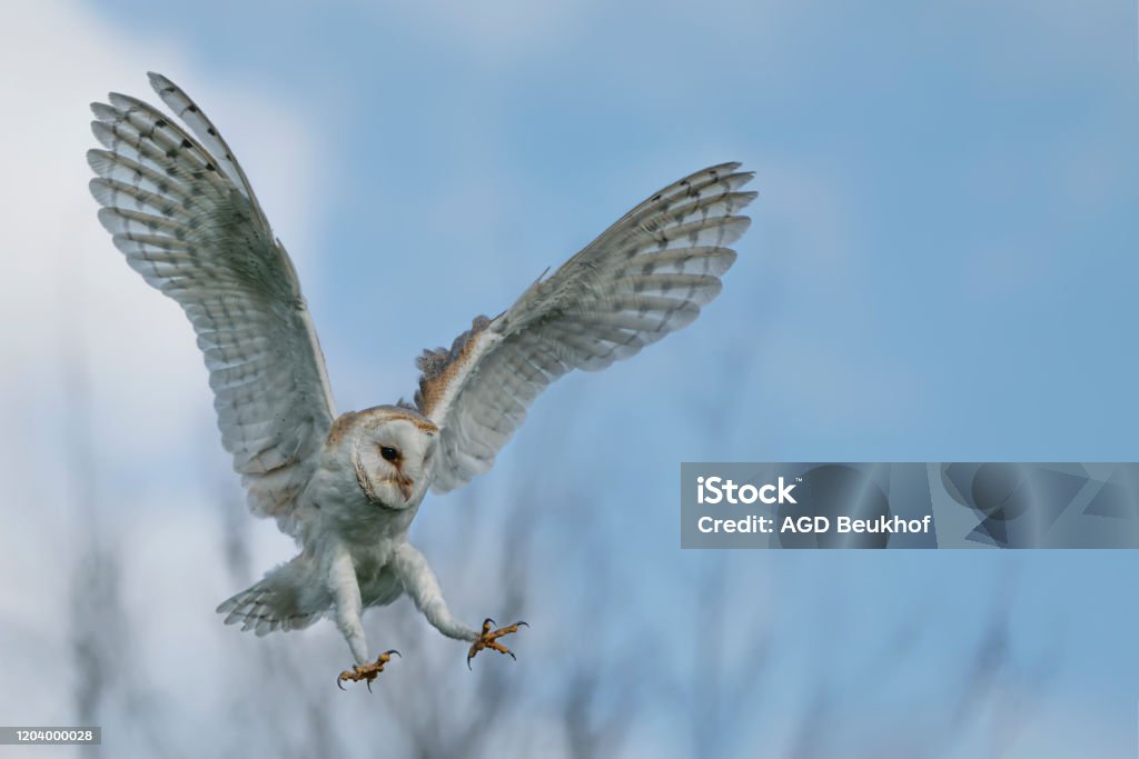 Beautiful Barn owl (Tyto alba) in flight before attack, with open wings, clean white and blue background. Action wildlife scene from nature in the Netherlands. Copy space. Beautiful Barn owl (Tyto alba) in flight before attack, with open wings, clean white and blue background. Action wildlife scene from nature in the Netherlands. Copy space! Owl Stock Photo