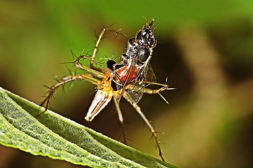 Spider hunting bee for food.