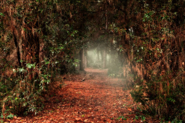 dark passage through the forest with light at the end of the tunnel