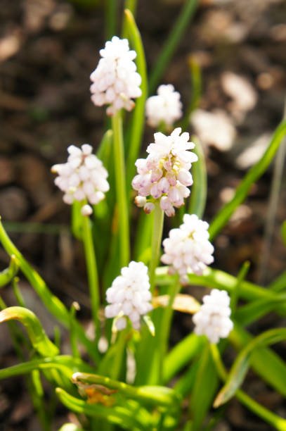 istock Muscari flowers pink sunrise in sunlight 1204000653