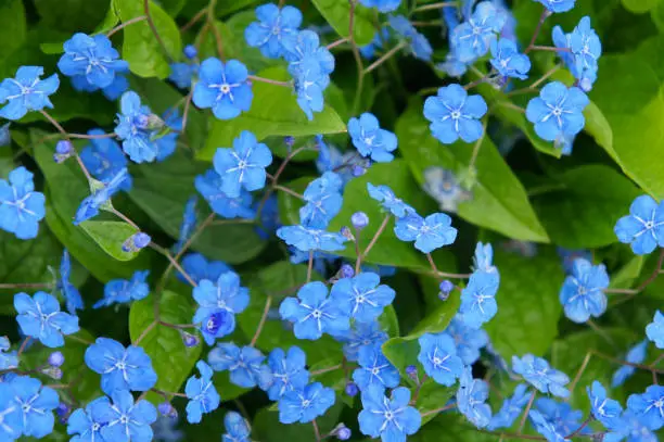 Omphalodes navelwort green plant with many blue flowers