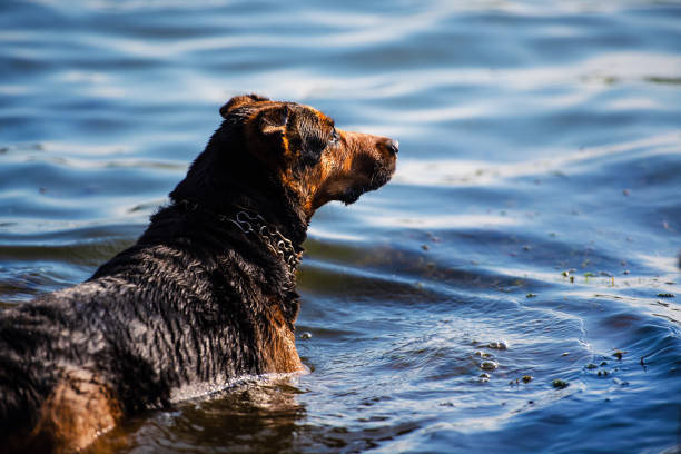istock Happy dog swimming 1204000686