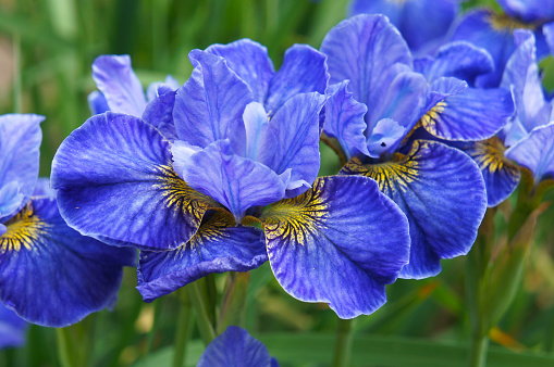 Siberian iris riverdance blue flowers in garden