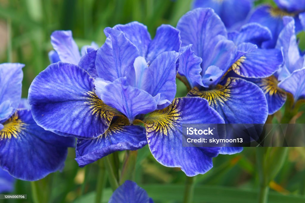 Siberian iris riverdance blue flowers in garden Iris - Plant Stock Photo