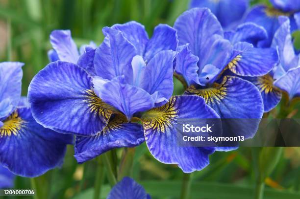Siberian Iris Riverdance Blue Flowers In Garden Stock Photo - Download Image Now - Iris - Plant, Flower, Blossom