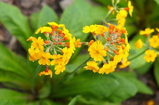 Primula bullesiana orange yellow flowers with green soft focus