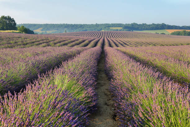 istock Lavender field in Puimoisson, Provence, France 1204000793