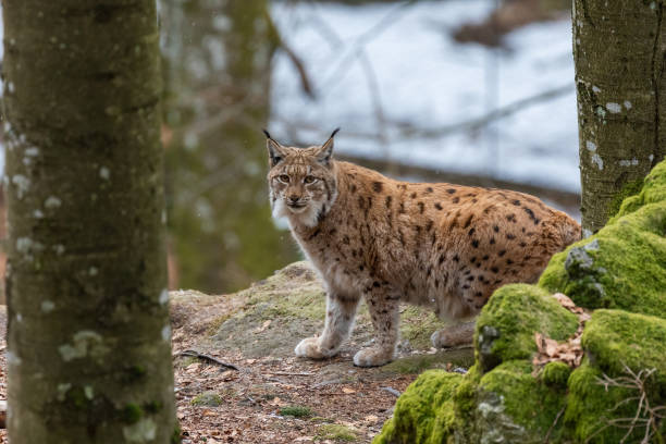 istock Lynxes from the Bavarian Forest in Germany in the winter scenery. 1204001331