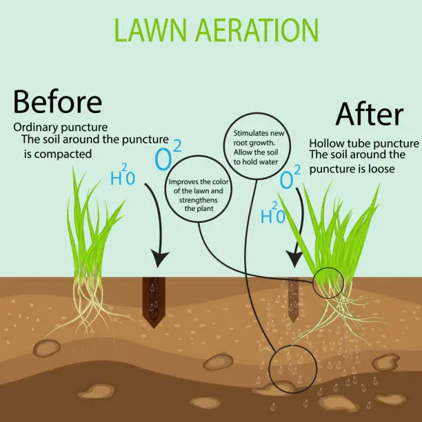 Vector illustration of Gardening of lawns, landscape design services. Vector illustration. Green lawn on the ground in the context of the benefits of aeration of a hollow tube tool compared to the conventional method.