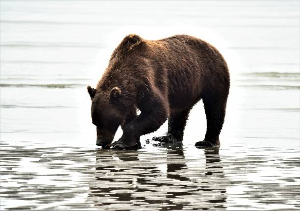istock Female Grizzly Bear Clamming 1204001965