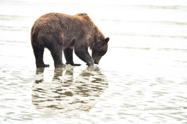 istock Female Grizzly Bear Clamming 1204002064