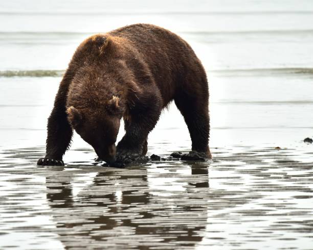 istock Female Grizzly Bear Clamming 1204002806