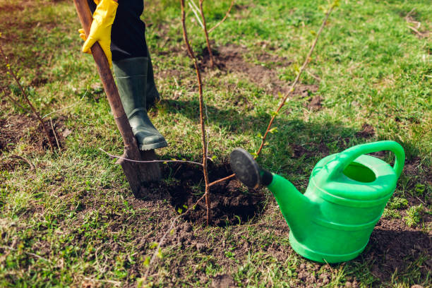 istock Gardener planting tree in spring garden using shovel. Farmer working outdoors. Environment and eco system 1204002834
