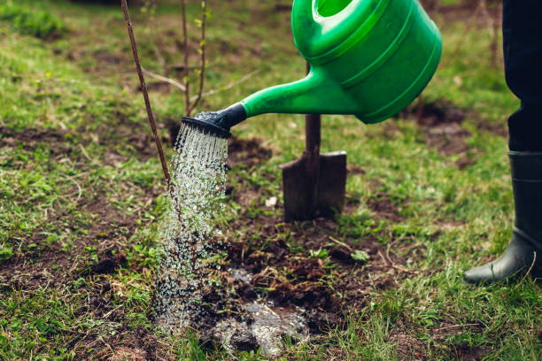 istock Farmer watering tree with a can. Gardener planting tree in spring garden 1204002879