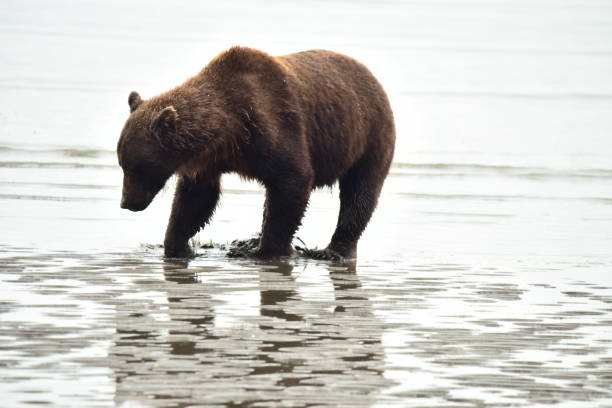 istock Female Grizzly Bear Clamming 1204003138