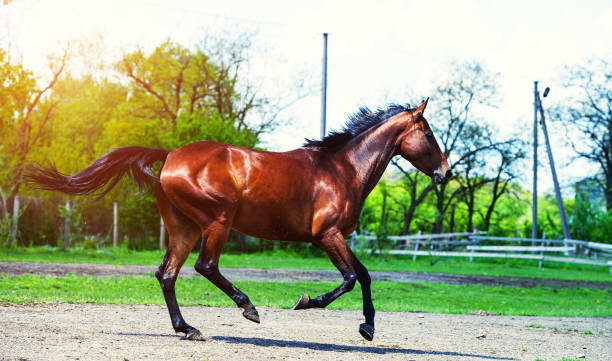 istock Horse run gallop in meadow 1204003427