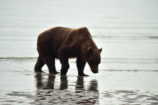 istock Female Grizzly Bear Clamming 1204003597