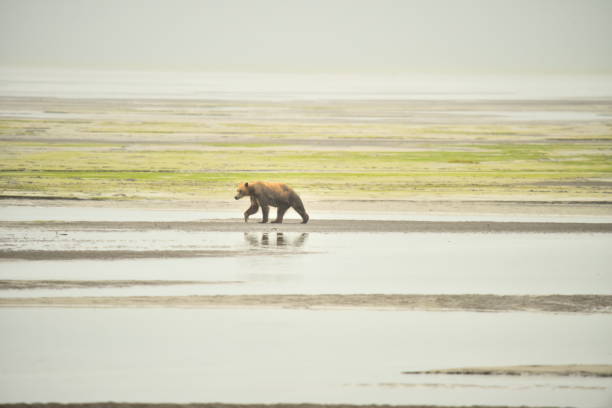 Alaska Coastal Grizzly Bear