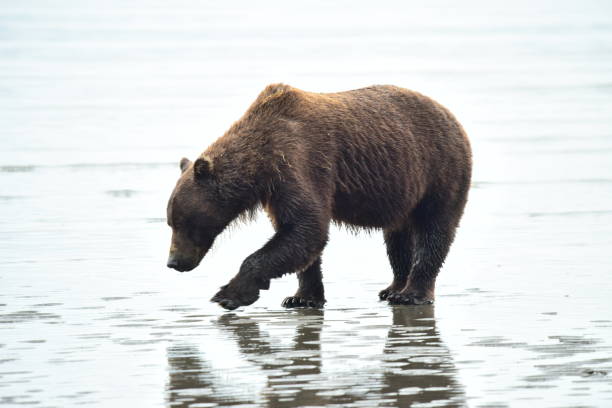 istock Female Grizzly Bear Clamming 1204003672