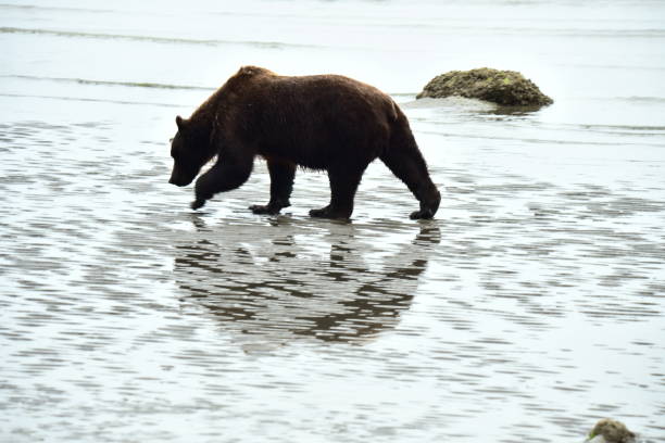 istock Female Grizzly Bear Clamming 1204004343