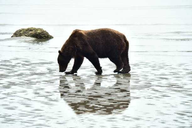 istock Female Grizzly Bear Clamming 1204004431