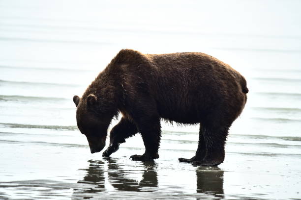 istock Female Grizzly Bear Clamming 1204004461