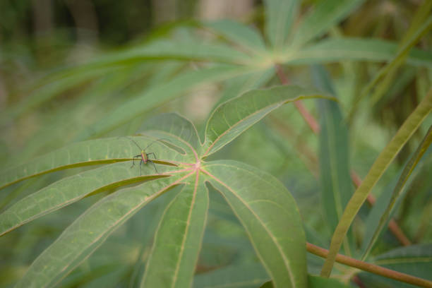 Close-up detail from leaves of a cassava manioc plant at a farm in Brazil