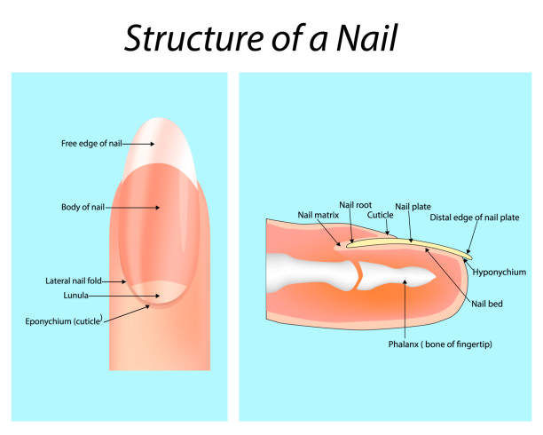 struktur eines nagels. nagel (anatomie) - nail stock-grafiken, -clipart, -cartoons und -symbole