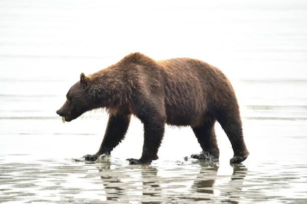 istock Female Grizzly Bear Clamming 1204004680