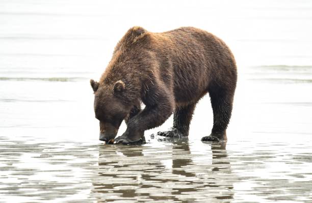 istock Female Grizzly Bear Clamming 1204004743