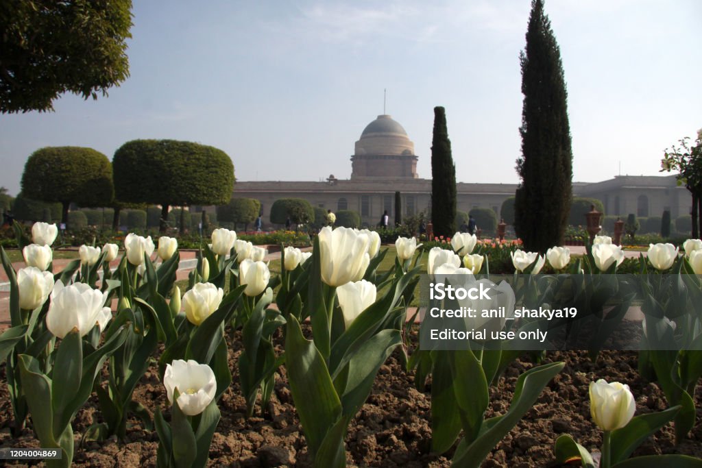 Mughal Garden Tulip flowers bloom at Mughal Gardens of President house in New Delhi. Mughal Gardens is group of gardens of flowers, herbs and bonsai plants located in President House of India (Rashtrapati Bhavan) and open for one month for General Public every year. Flower Stock Photo