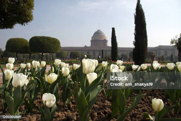Mughal Garden Stock Photo - Download Image Now - Flower, Horizontal, India