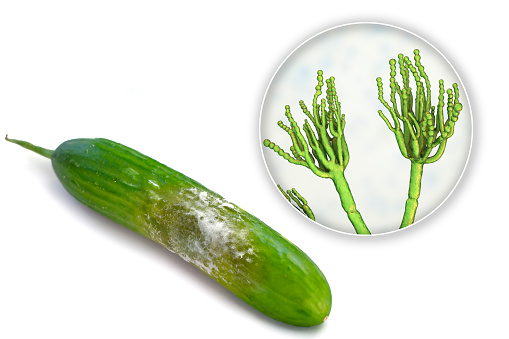 A cucumber with mold, photo and 3D illustration of microscopic fungi Penicillium which cause food spoilage and produce antibiotic penicillin