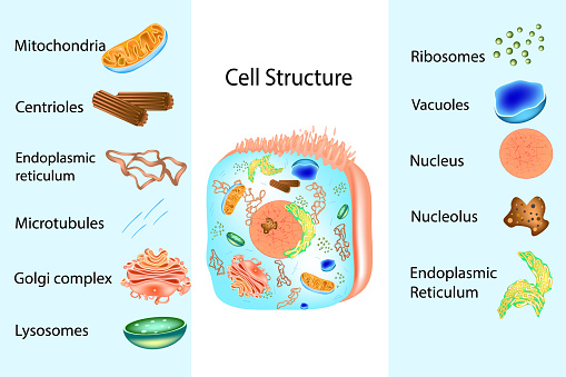 Structural Cell Structure And Components Of Human Cell Showing The Inner Structure Of ...