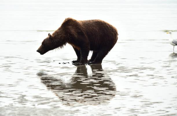 istock Female Grizzly Bear Urinates 1204004983
