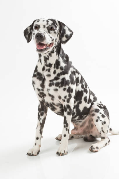 istock Dalmatian dog portrait 1204004990