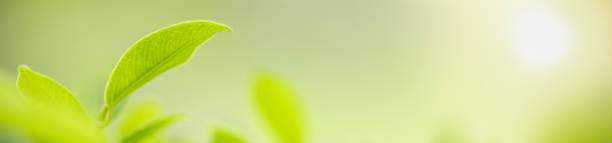 istock Close up of nature view green leaf on blurred greenery background under sunlight with bokeh and copy space using as background natural plants landscape, ecology cover concept. 1204005015