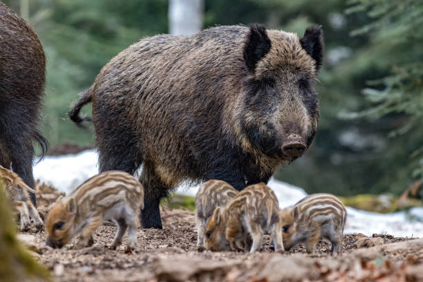 istock A herd of wild boars. 1204005109