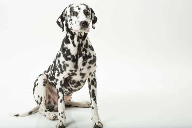 Dalmatian Dog