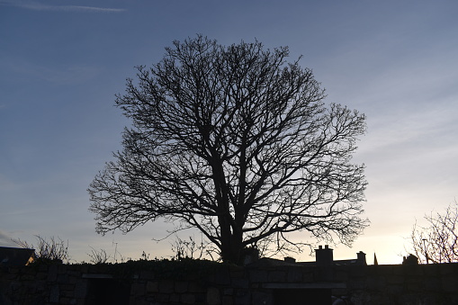 Perfect tree silhouette in a city backstreet