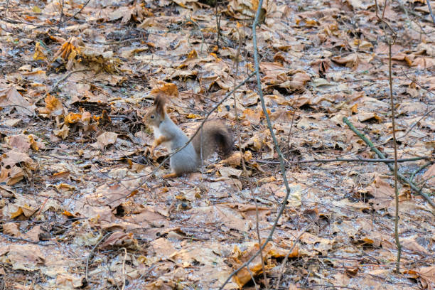 istock Little squirrel in motion in park in autumn, running through fallen leaves 1204005601