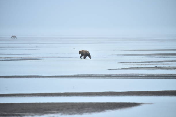 istock Alaska Coastal Grizzly Bear 1204006483