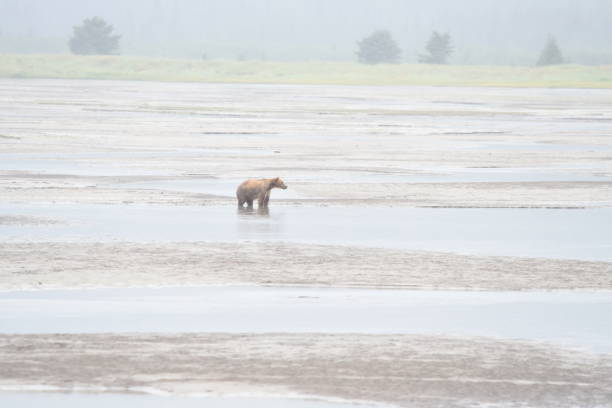 istock Alaska Coastal Grizzly Bear 1204006808